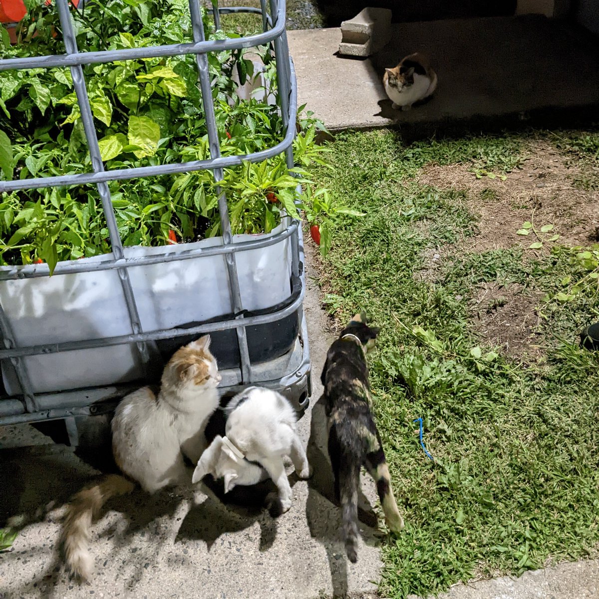 Jackie Gerstein tweet media