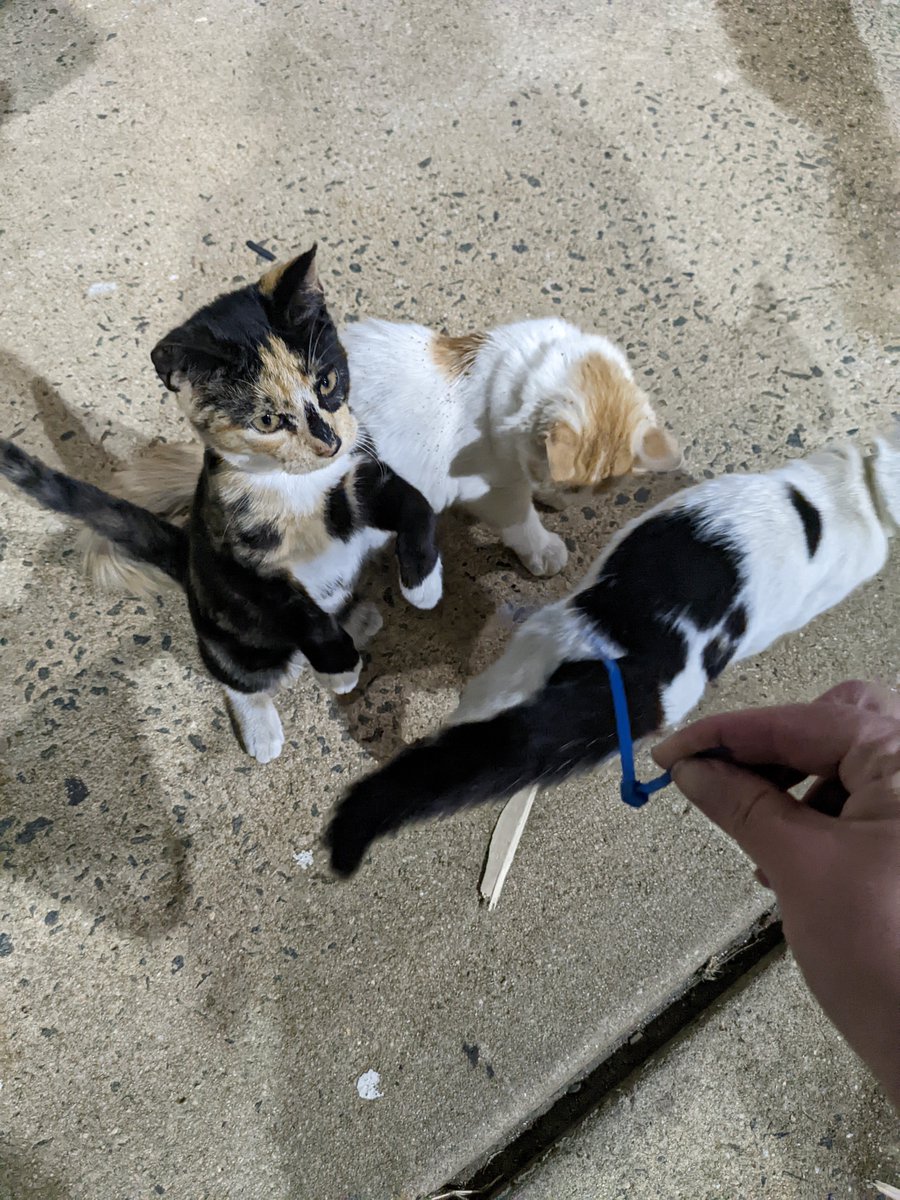 Jackie Gerstein tweet media