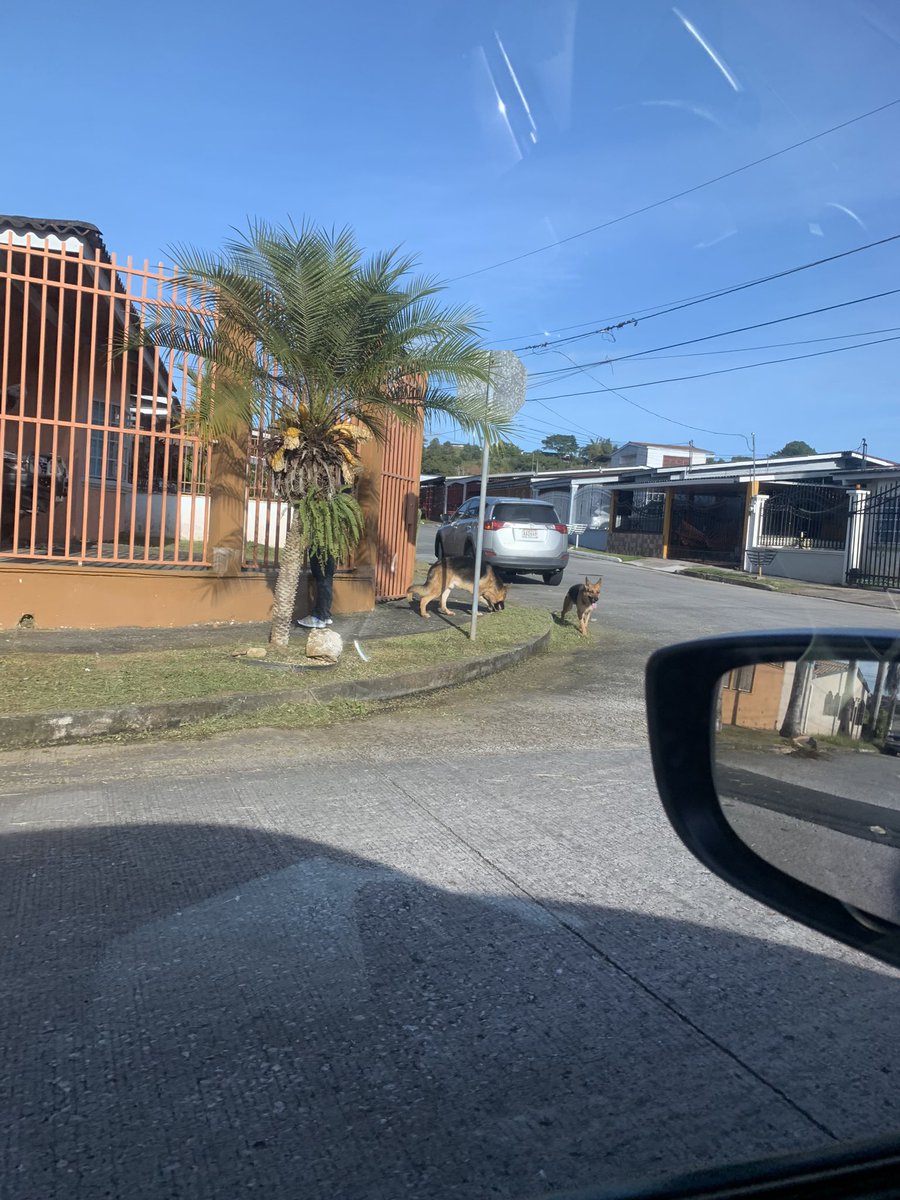 Joanmariecv's tweet photo. Estos dos bebés están sueltos por Altos de Las Praderas!!!! No tienen collar 🥺, RT para que sus dueños los busquen asap https://t.co/XxS1bl8jGh