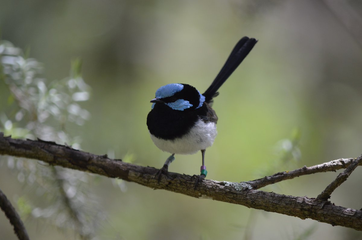 Dr Andrew Katsis (@andrew_katsis) on Twitter photo Does personality measured in captivity predict a bird's predator response in the wild?
Congratulations to <a href="/bilby_jack/">Jack Bilby</a> on publishing his undergrad research project in <a href="/thePeerJ/">PeerJ Publishing</a>.
This is the first in a series of fairy-wren personality papers from our lab.
peerj.com/articles/14011/ Does personality measured in captivity predict a bird's predator response in the wild?
Congratulations to <a href="/bilby_jack/">Jack Bilby</a> on publishing his undergrad research project in <a href="/thePeerJ/">PeerJ Publishing</a>.
This is the first in a series of fairy-wren personality papers from our lab.
peerj.com/articles/14011/