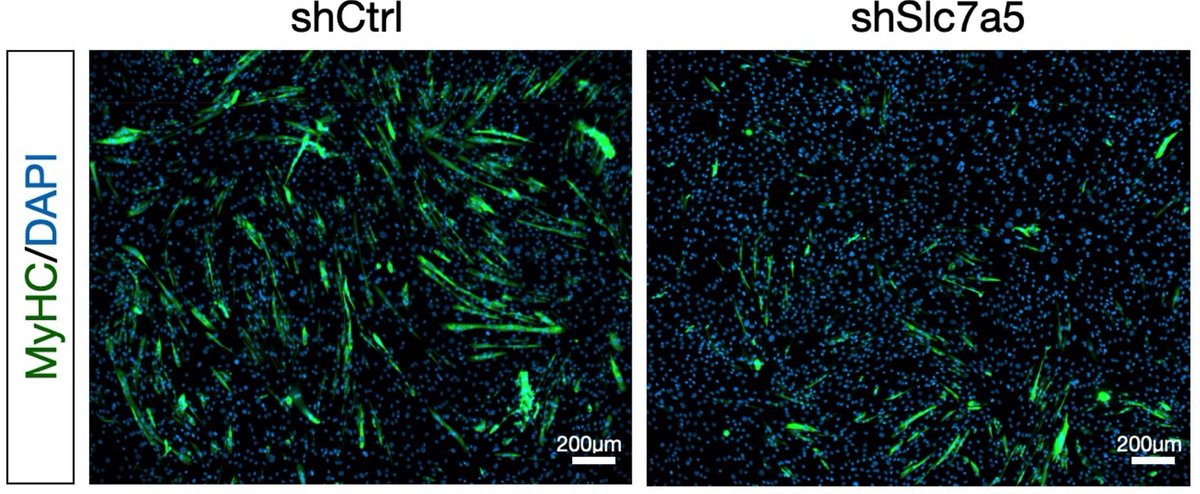 Dr. Michael De Lisio et al. from <a href="/uOttawa/">Université d'Ottawa | University of Ottawa</a> &amp; <a href="/AHSIllinois/">College of AHS</a> show images of LAT1 knockdown C2C12 #myoblasts and control myoblasts, in a #ResearchArticle studying L-type #aminoacid transporter 1 during in vitro myogenesis:

ow.ly/vWGl50KXtkm

#ImageOfTheWeek🔬 <a href="/Nicholas_Burd/">Nicholas Burd</a>