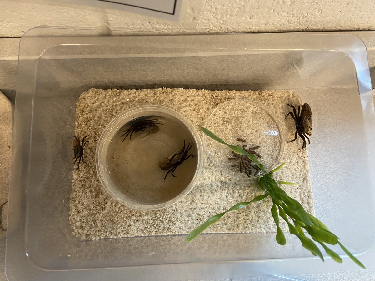 First grade scientists welcomed our fiddler crabs this week. Five females and four males. Meet Pinky, Caitlin, Lily, Mrs. Crabs, Mrs. Crabs the Cook, Jack Socky, Bo, Cutie-Pie, and Pinchers 🦀🦀🦀🦀🦀🦀🦀🦀🦀 <a href="/SLCSDolsen/">Dolsen Elementary</a>