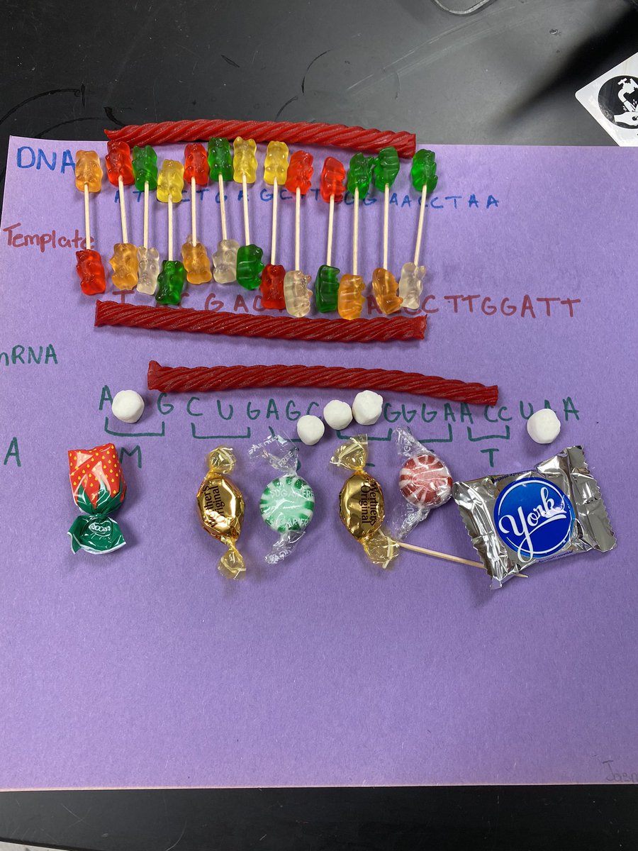 MrsOrtolanoNPHS's tweet photo. Biotech juniors made candy models to review protein synthesis. I tried to snap pictures before they had eaten the whole thing! #biotechspirit @NorthPointHS @CTECharles https://t.co/gRUVhE1Xll