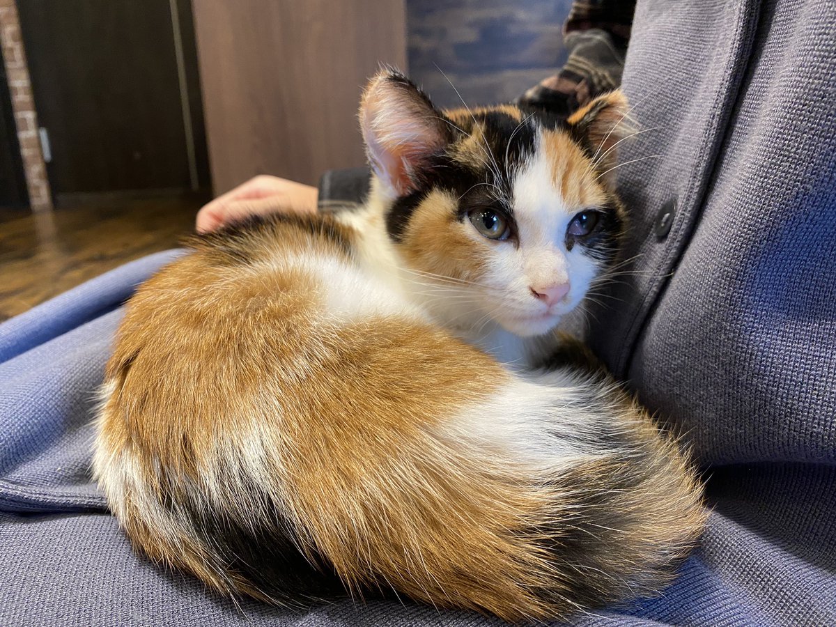 ☆38 【ご依頼品】ノイズ猫様 ☆38 【ご依頼品】ノイズ猫様