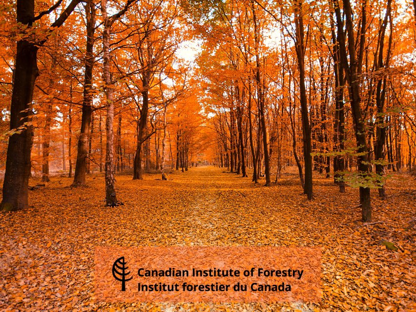 CIF_IFC's tweet photo. Sept. 30 marks National Day for Truth &amp; Reconciliation #NDTR &amp; #OrangeShirtDay. The CIF-IFC remembers the Indigenous children who never returned home &amp; honours residential school Survivors &amp; their communities 🧡 

Visit @Rec_Can for useful links/resources: https://t.co/B9uBXhM6K3 https://t.co/MV0x2lZAmN
