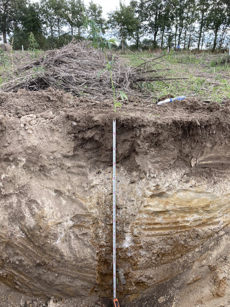 On poursuit les profils @beApi_Coop dans cette parcelle de chanvre <a href="/CAVAC_/">Cavac</a> qui va devenir l’isolant <a href="/Biofib/">Biofib</a> de vos maisons ! Quelle plante extraordinaire pour structurer le sol !