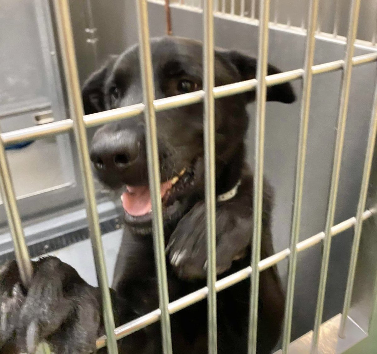 reddogsusie's tweet photo. #TN #MEMPHIS
🆘Moon 18mo girl came in with 4mo Galaxy HAVE RESCUE INTEREST but need help 4transport/boarding. Rescue also taking KitKat 2yo boy who’s At Risk-Help&amp;let’s get these 3 beauties safe! #MASA16914 
https://t.co/8ygIkYpNKw
https://t.co/pKPXzlW2uB
https://t.co/EtLi7OfUVn https://t.co/mWYykST36F