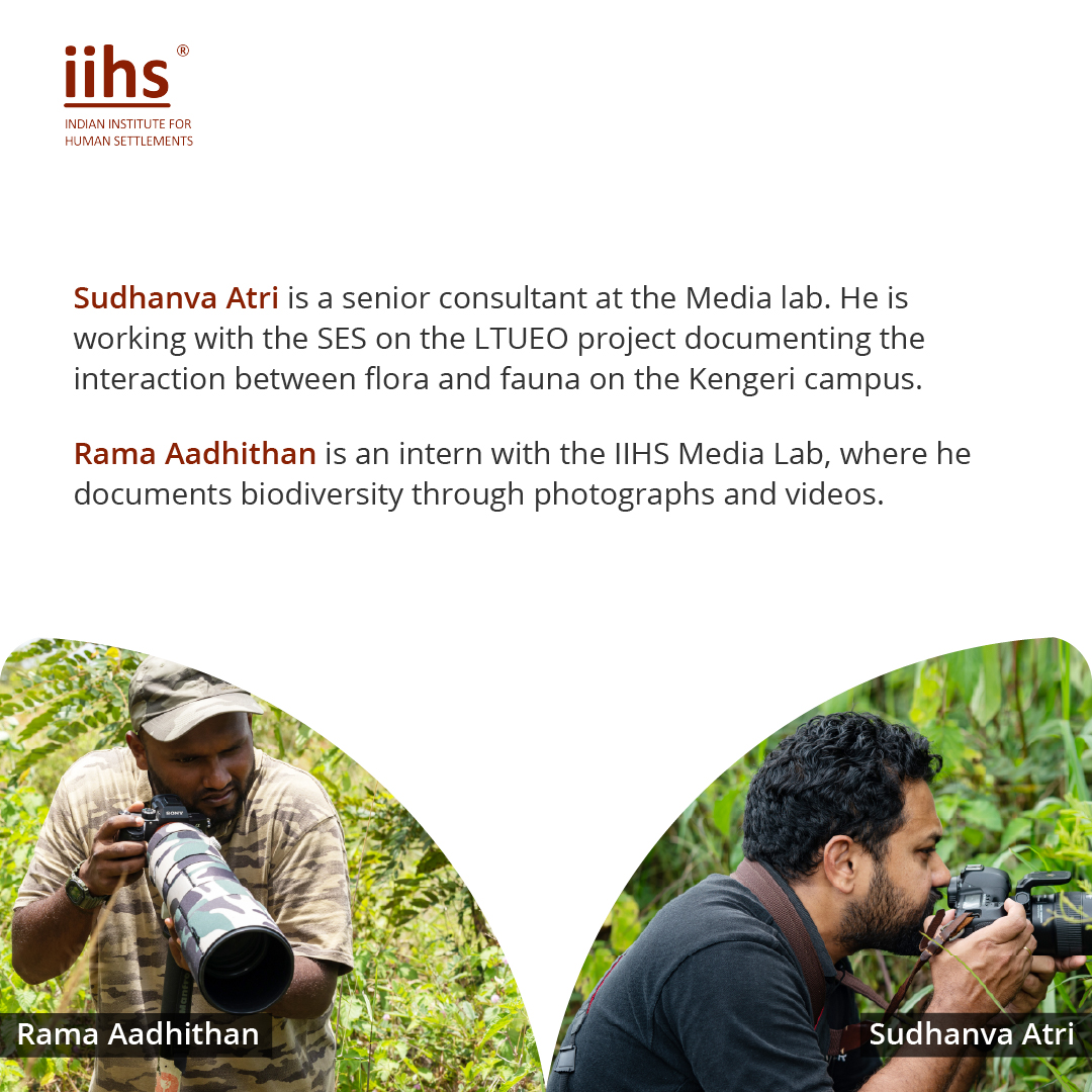 The IIHS Long-Term Urban Ecological Observatory (LTUEO) is an interdisciplinary centre of excellence in the Global South.        

<a href="/JagdishKrishna8/">Jagdish Krishnaswamy</a> <a href="/RaviJambhekar/">Ravi Jambhekar | Ecologist | Illustrator</a> <a href="/SudhanAtri/">Sudhanva R Atri</a> 

#bbmindia #bigbutterflycount #bigbutterflymonth #bigbutterflymonth2022 #BBM2022 #conservation