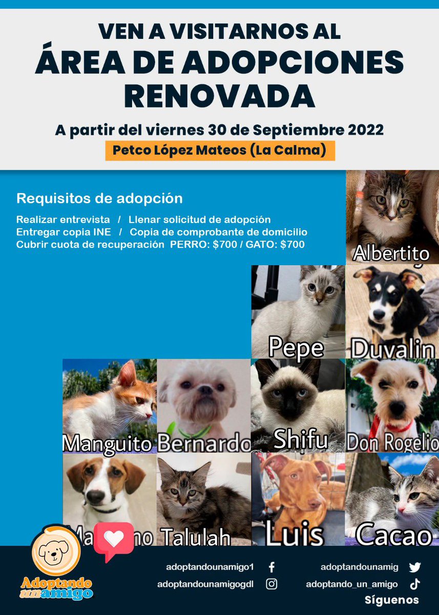 Adoptando un amigo tweet media