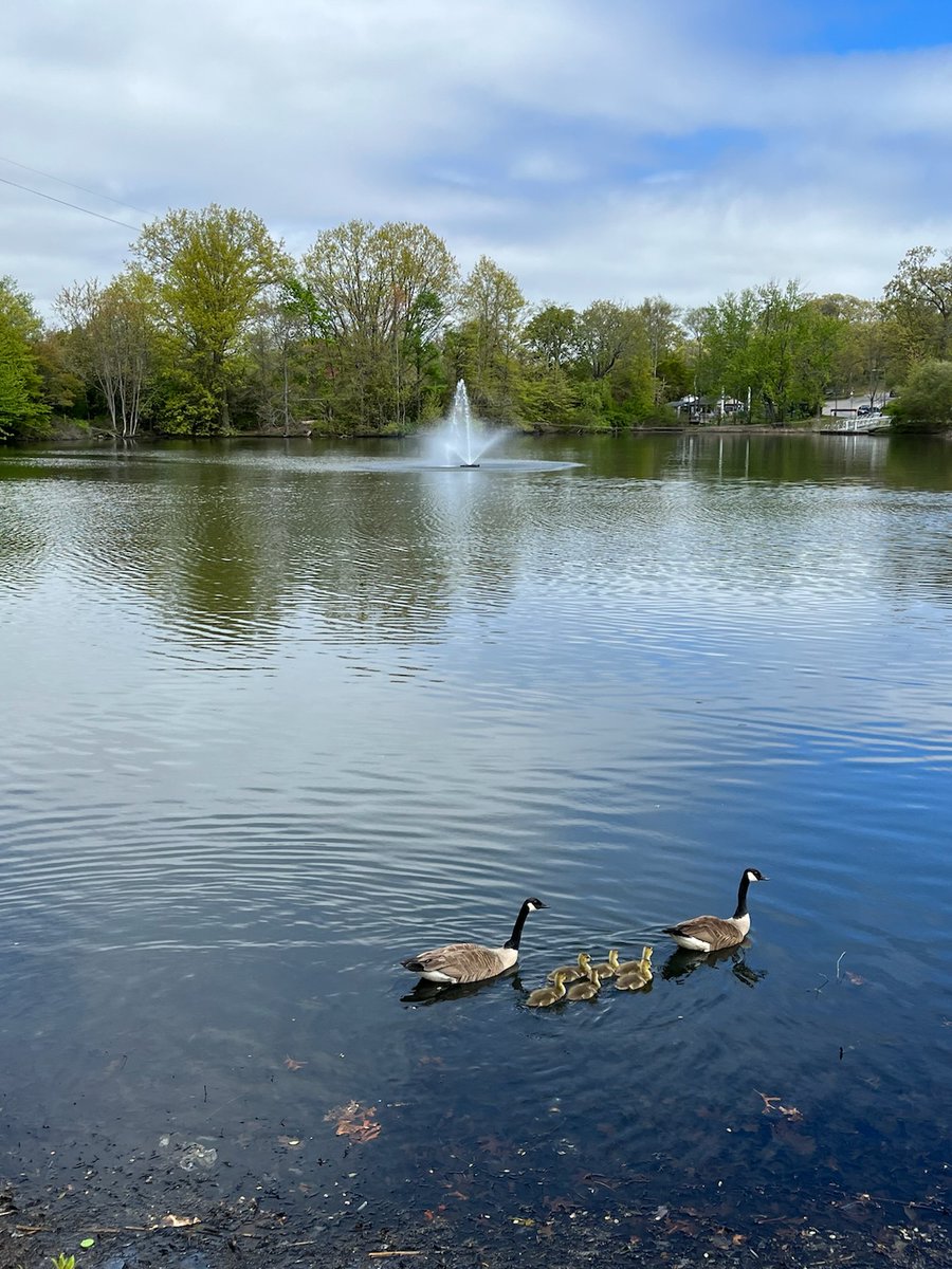 thepondandlake's tweet image. Happy Friday! 

#pondmanagement #pondaerator #watermanagement #naturalpond #fairfieldcountyct #waterfountain #newenglandct