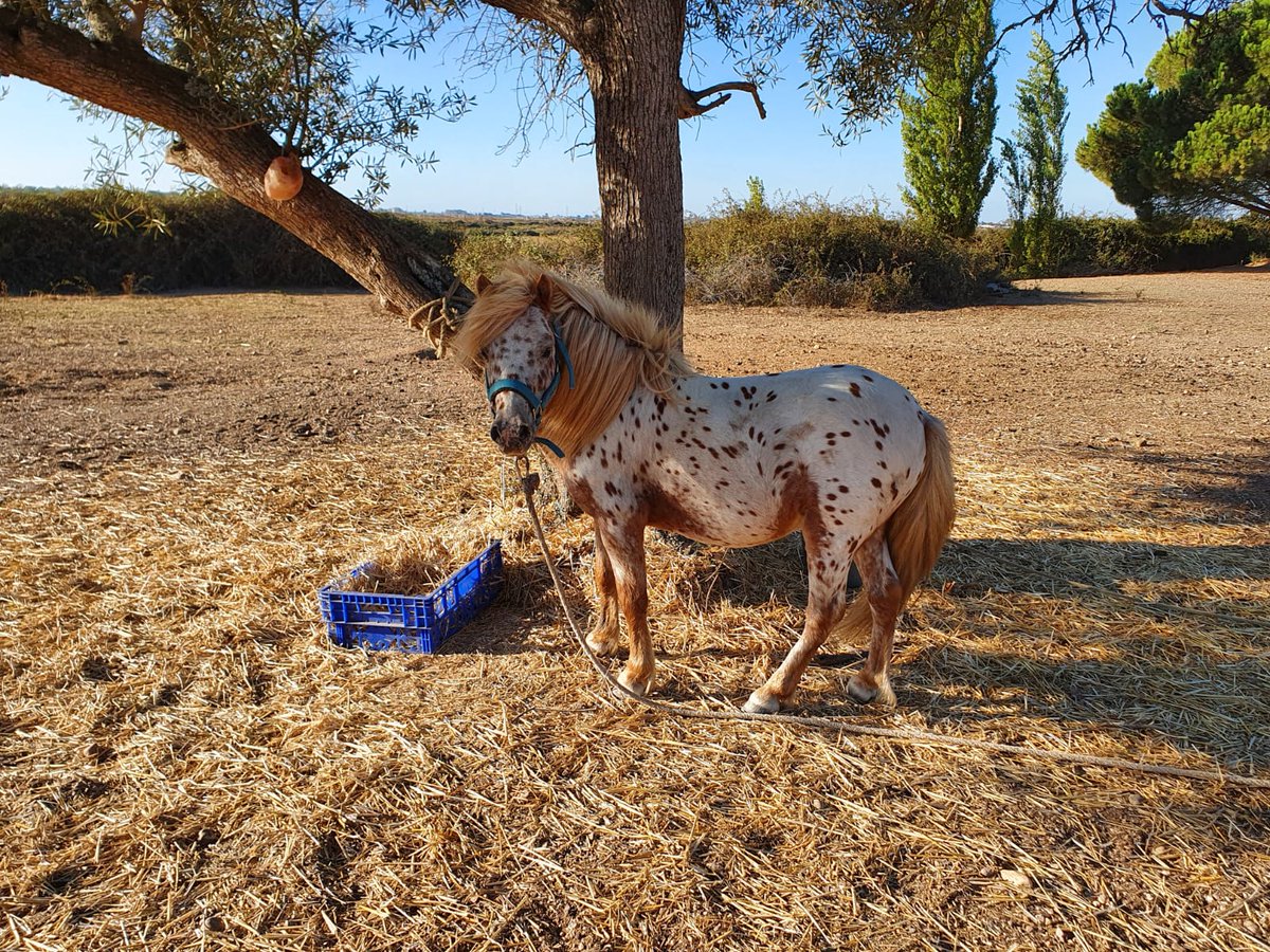 Oh man, balancing stuff is hard and I miss you! Lots going on at the moment meaning social media has been dropped a bit, but I wanna get back 😤 In the meantime, please enjoy this cute pony at my Uncle's in Spain 🐴