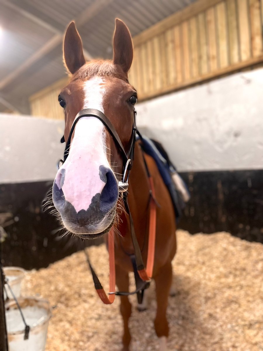 HMRyan89's tweet image. Mornings with ginge 🧡 #issuingauthority