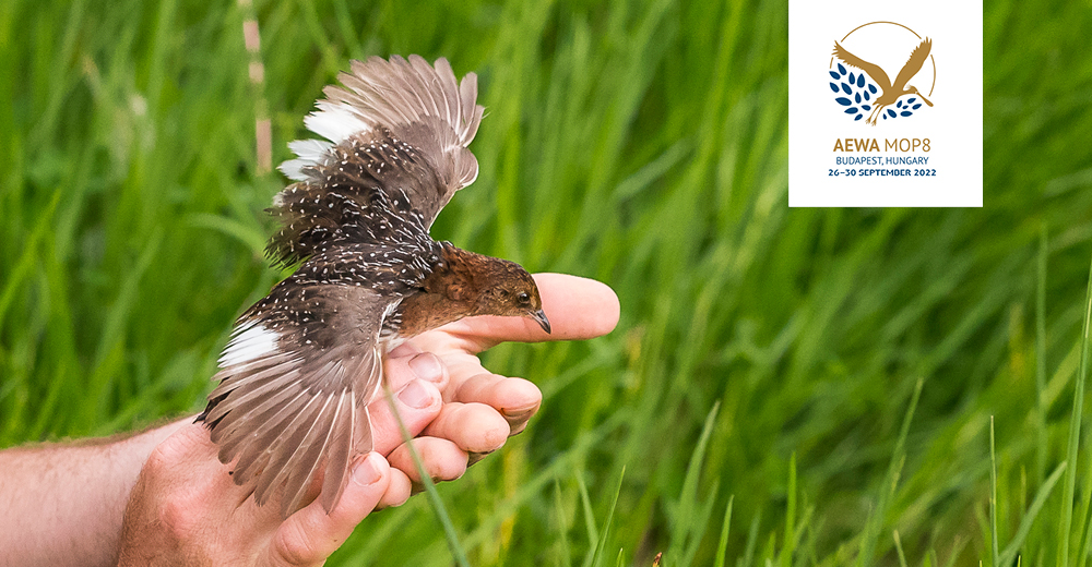 unep_aewa's tweet photo. .@Birdlife_SA received the 2022 AEWA Conservation Award at #AEWAMOP8

Their findings have reshaped our understanding of, and ability to conserve, the White-winged Flufftail, Africa’s most elusive waterbird

Learn more: https://t.co/xCTpvPO0EZ https://t.co/EEKyzC6wb0