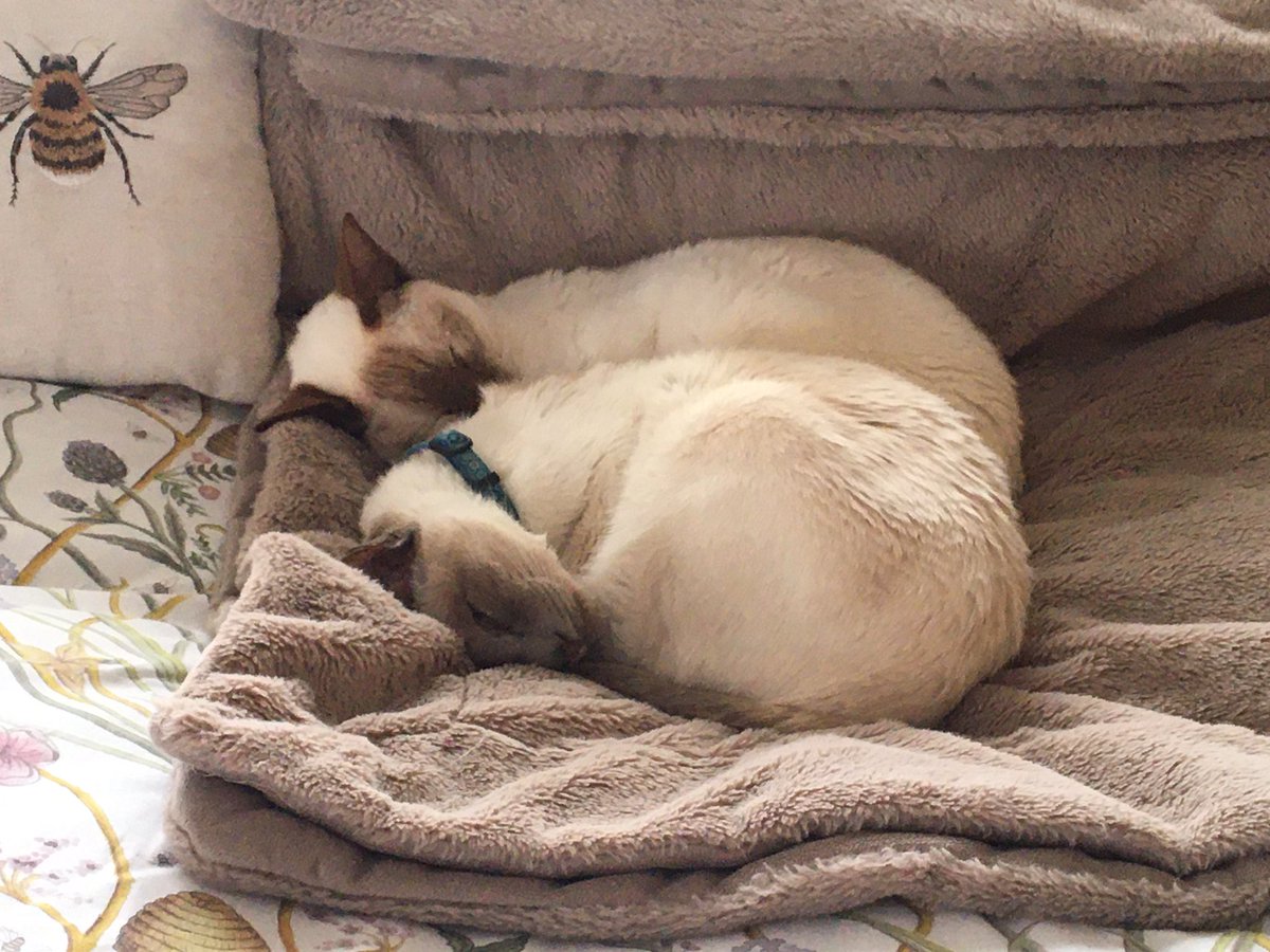 Diablo_Siamese's tweet photo. Err!! Not joining in this #EarlyStart lark!! #HowVeryDareThey #FurryBlanketDayz #Heating is on @jolenehunter #CatsOfTwitter @moanline #catsofinstagram https://t.co/H8EEKTLG7f