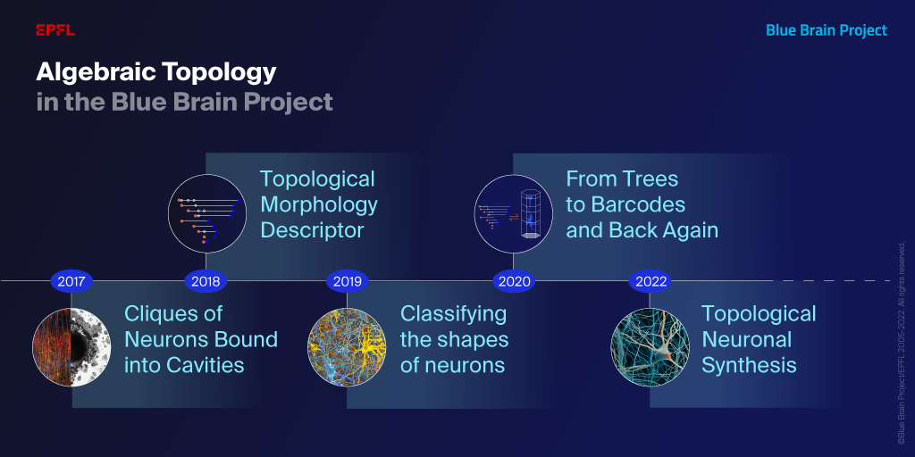 How an abstract algebraic branch of mathematics is accelerating our understanding of the brain

Find out more 👉 actu.epfl.ch/news/pioneerin…

#AlgebraicTopology #ComputationalNeuroscience #neuroscience 

with @homotopykat <a href="/EPFL_en/">EPFL</a> <a href="/aberdeenuni/">University of Aberdeen</a>