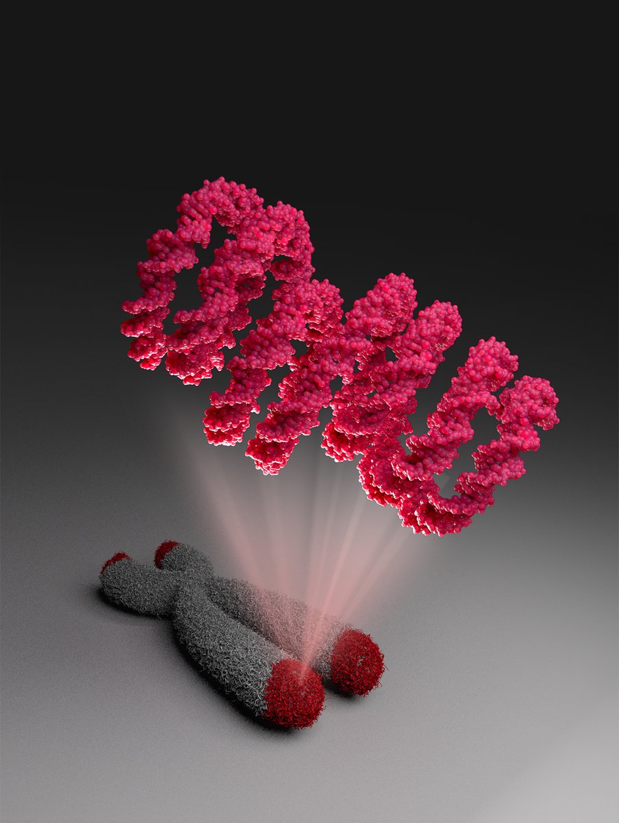 NTUsg's tweet photo. #NTUsg scientists have unravelled the molecular structure of telomeres, which acts as the "end-caps" of the human DNA to prevent DNA damage. Telomeres are actually stacked in columns like a spring, and not the previously assumed zig-zag formation. @Nature https://t.co/GnAAu6sr8d https://t.co/8B9mmBCMQk