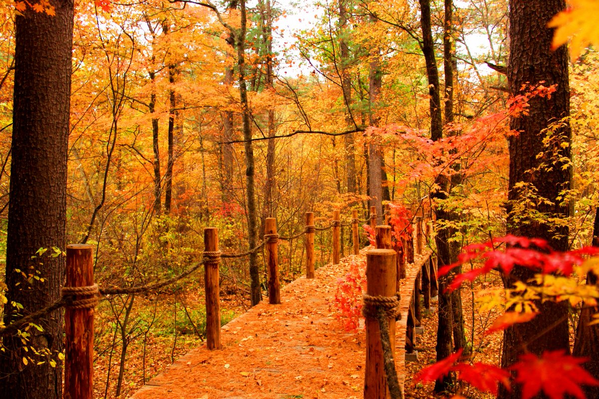 JilinChina's tweet photo. πGo Jilin! #Jilin province has launched special #tourism products and tour routes showcasing its glorious #autumn colors. Take time out and catch some major autumn vibes this National Day holiday! π³π³#JilinDynamicDecade #AutumnInJilin https://t.co/X8XTxwcyBq