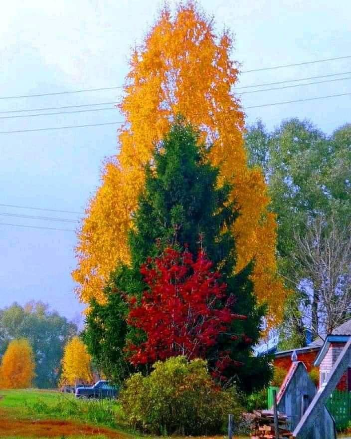 zazafontaine42's tweet photo. Beautiful photo❤💚💛 https://t.co/DXldBIeDCt