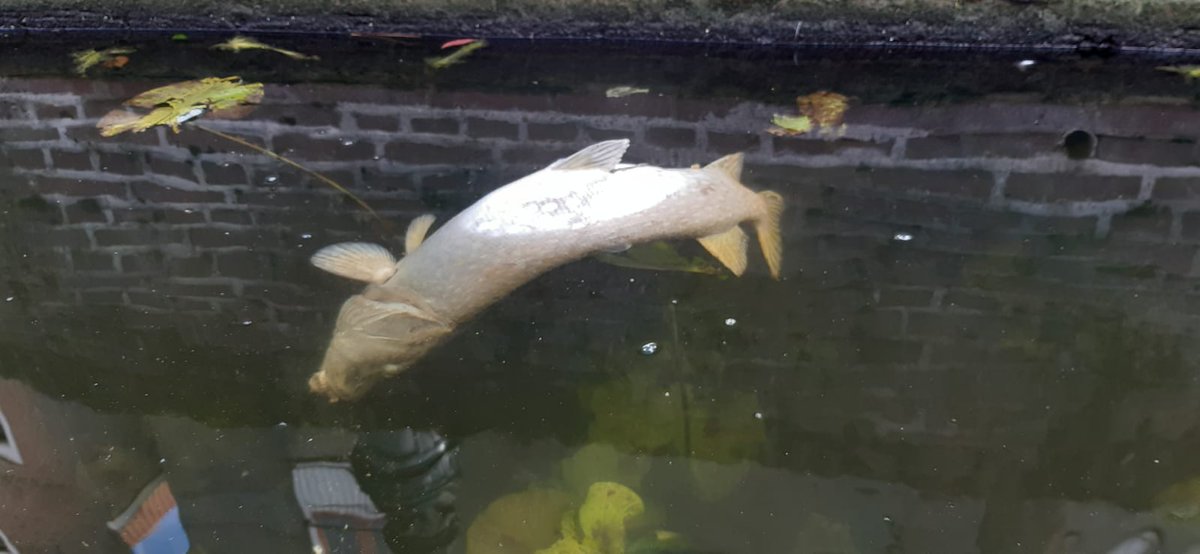 dat geldt net zo voor #visreservaten in #zoetwater, inclusief in #stadswater (= stedelijk gebied)
<a href="/leiden2022/">Leiden2022</a> 
<a href="/raadLeiden/">Gemeenteraad Leiden</a> <a href="/RAVON/">RAVON</a> <a href="/IVN_Leiden/">IVN Leidse regio</a> <a href="/KNNVvereniging/">KNNV</a> <a href="/CitSciLab/">Citizen Science Lab, Leiden University</a> <a href="/AshleyNorth91/">Ashley North</a>