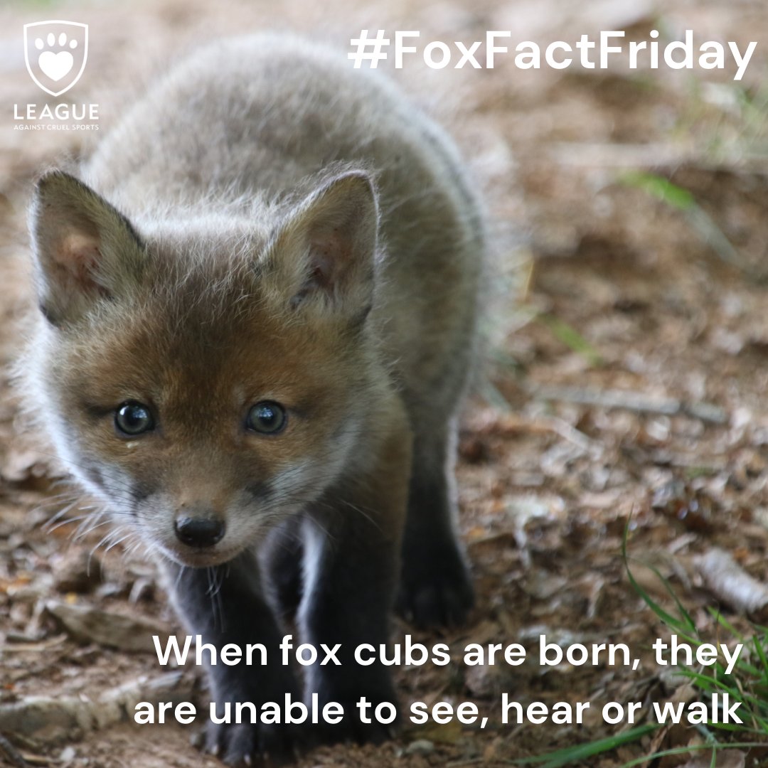 LeagueACS's tweet photo. And we thought fox cubs couldn't get any cuter...
Share our #FoxFactFriday with other fox lovers. https://t.co/glTR3tSyL1