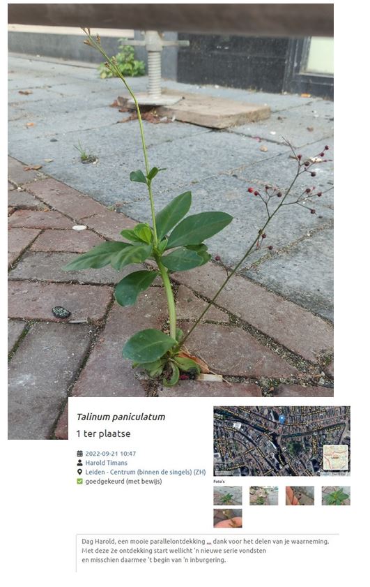 Trendwatching stadsplanten ... de stad door ogen van flora-urbanisten, dat levert steeds weer nieuws op: 2e vondst Talinum paniculatum (in Leiden <a href="/IVN_Leiden/">IVN Leidse regio</a>) met schitterende naam 'Juwelen van Opar'.