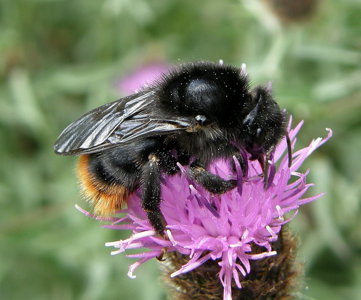 Vital natural heritage funding announced today including £109k to @BuglifeNI Belfast’s Buzzing project to restore habitat for pollinators creating a network of insect super highways! #NationalLottery #HeritageFund #SavingNaturalHeritage heritagefund.org.uk/news/ps156mill… 📷Steven Falk