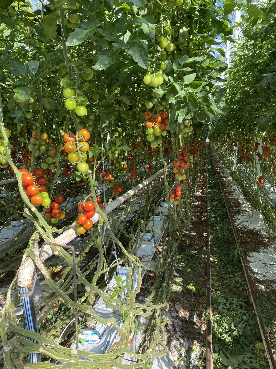 André Schoon tweet media