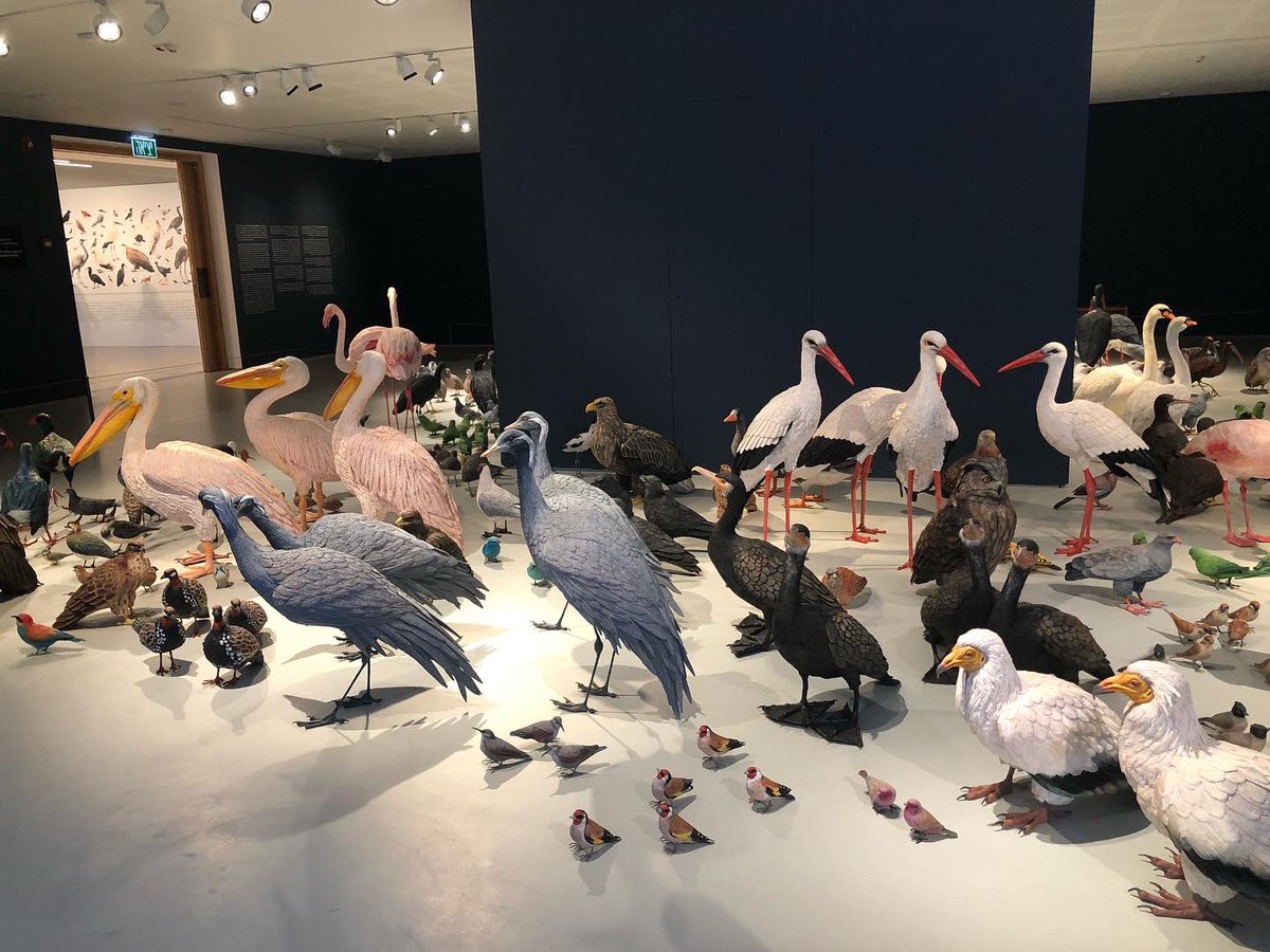 Dora Zelwer’s installation Gathering of Birds @telavivmuseumofart. Made of wax and paint. #telavivmuseumofart #gatheringofbirds #shirazelwer #waxsculpture