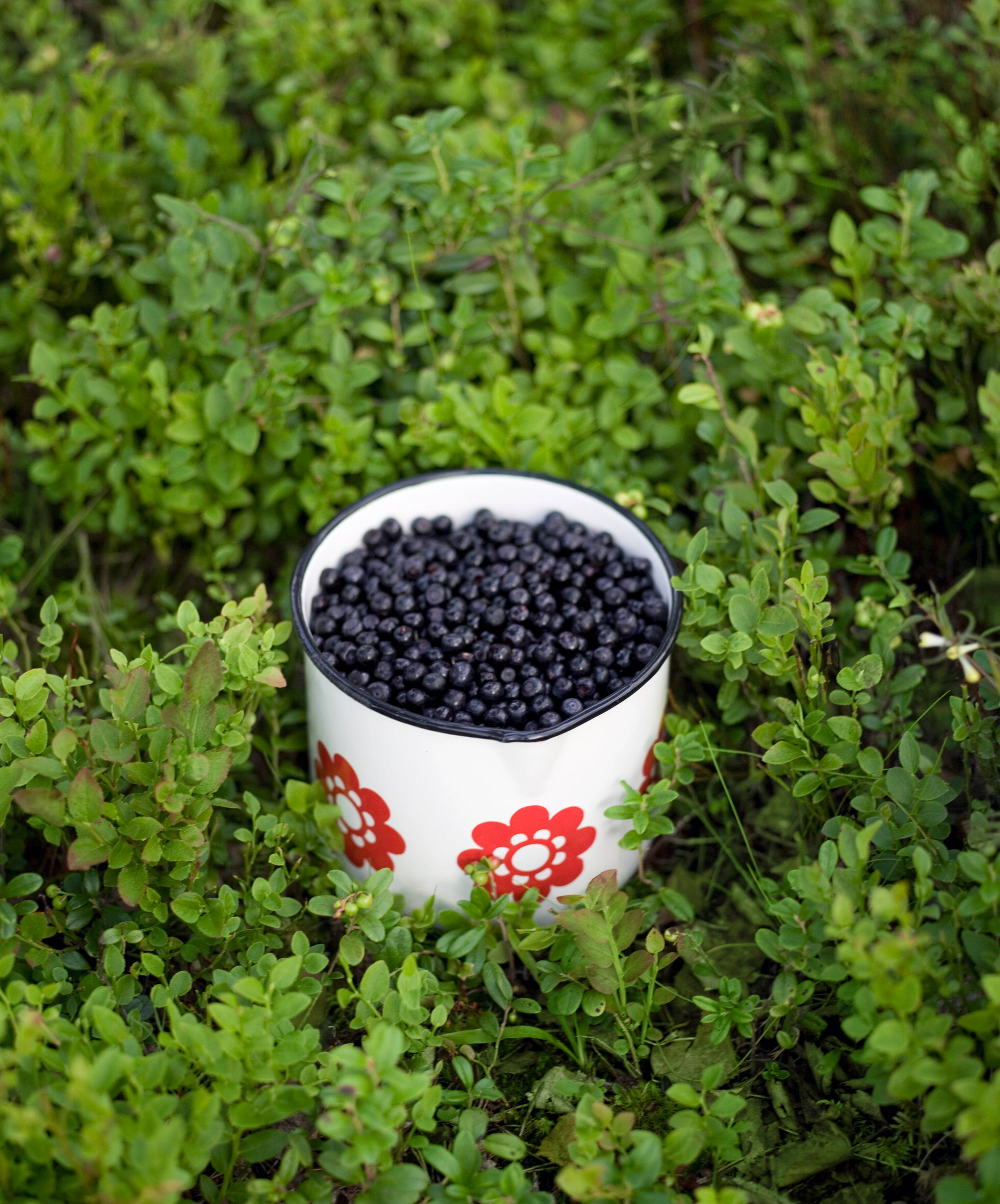 フィンランド政府観光局 Visitfinlandjp Twitter