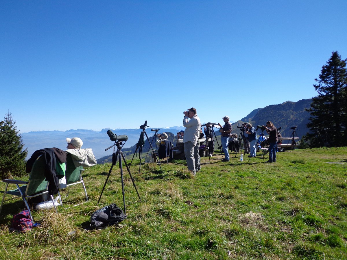 SVS_BirdLife's tweet photo. Bald gehts los: Am Wochenende kann man an über 50 Ständen in der ganzen Schweiz den #Vogelzug beobachten. An den EuroBirdwatch-Ständen werden zusammen mit Experten die durchziehenden #Vögel bestimmt und gezählt. Alle Infos hier: https://t.co/C8Emifnfyp https://t.co/5zJa2udMnk