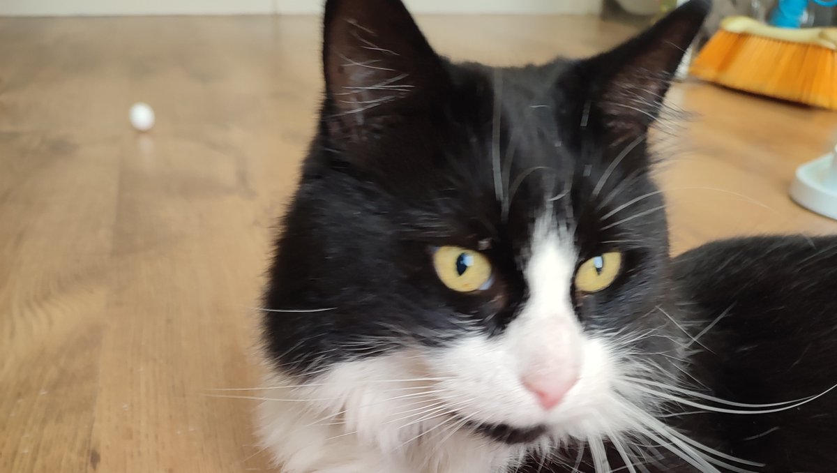 WirralWhiskers's tweet photo. Oreo had a toy I wanted to have! A Hello Kitty cat nip kicker.
He did share nicely while I was there.
#felinefriday #hellokittyaddict.#cattoys #blackandwhitecat #blackandwhitecatsofinstagram #catsitting #catminding #hellokitty #wirralcats #floof #floofsofinstagram https://t.co/DaLUwH7syM