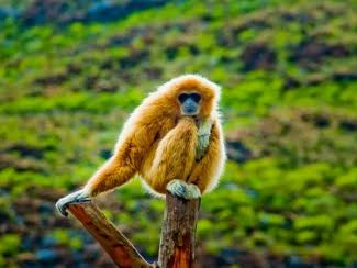 yangseo_sangtam's tweet photo. The Fakim Wildlife Sanctuary in Kiphire is a real treat to the eye for nature lovers and animal enthusiasts. 

It's a one stop destination that'll leave you with a bundle of unforgettable memories. https://t.co/LvJEOrjsKz