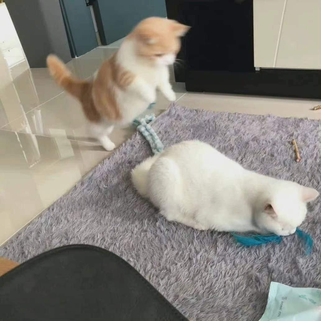 DoseOfCatto's tweet photo. The best sofa. https://t.co/XmVsfGmi3f