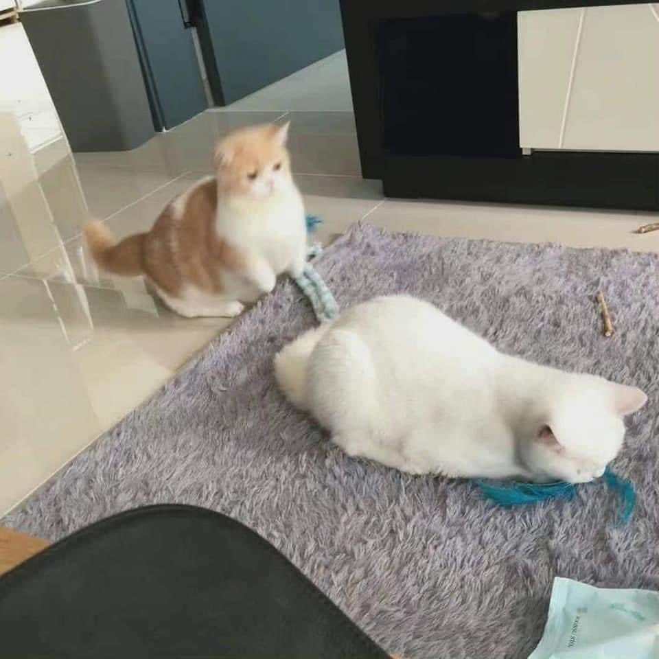 DoseOfCatto's tweet photo. The best sofa. https://t.co/XmVsfGmi3f