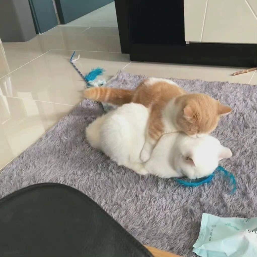 DoseOfCatto's tweet photo. The best sofa. https://t.co/XmVsfGmi3f