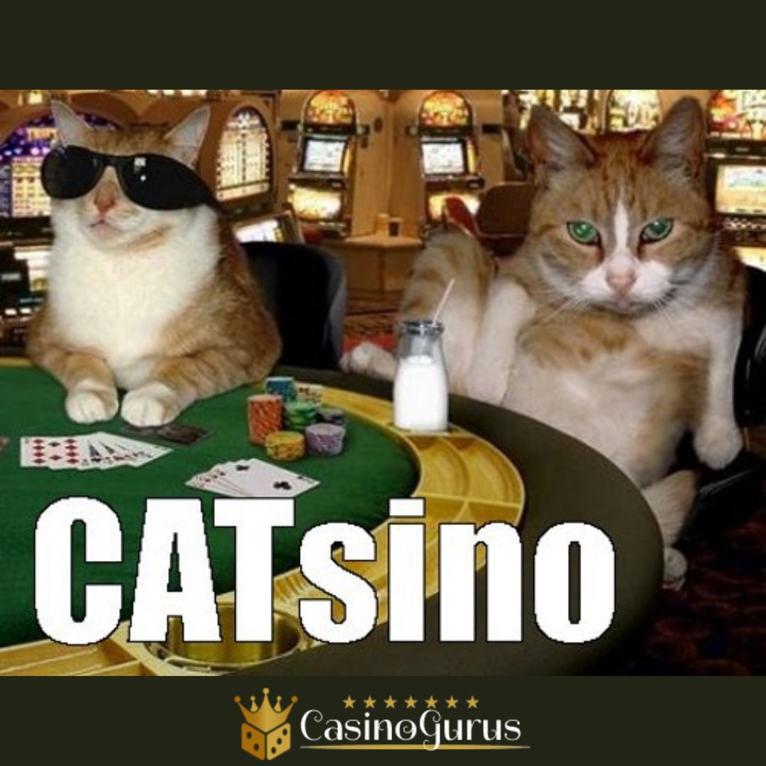 CATsino&#128514;&#128514;&#129297;
Must read casino reviews before signing up: 
.
.
