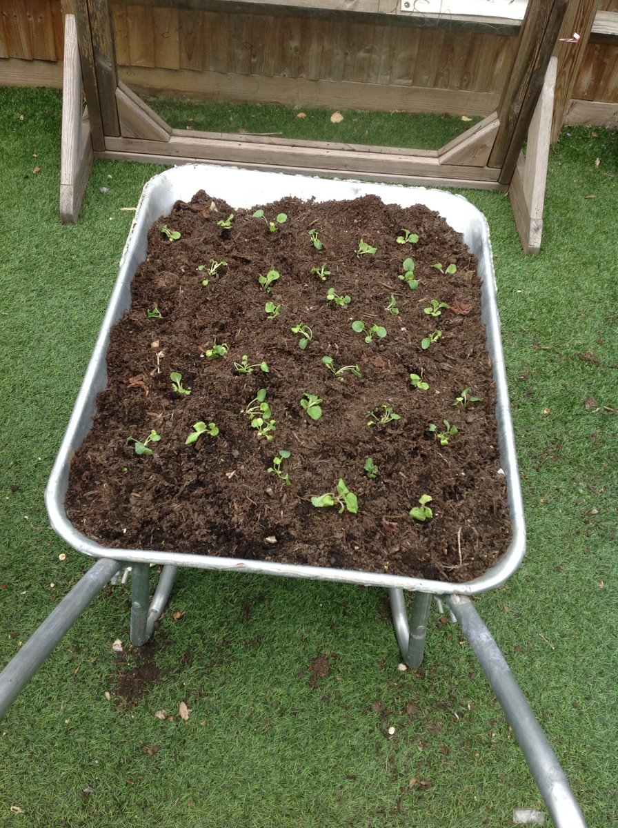 BGS_LowerSch's tweet photo. We had a busy day in the garden planting our spring bulbs and finishing off with winter plants. We can't wait to see what grows in the spring ๐ณ. #bgs_reception #bgs_planting #bgs_collaboration https://t.co/9fdAfKtONi