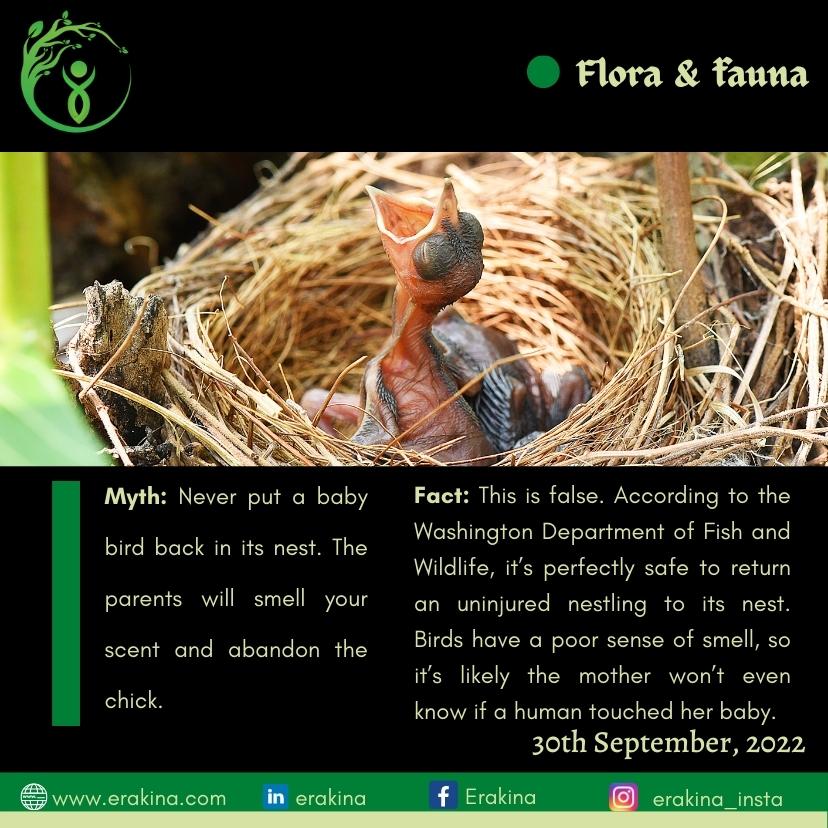 ErakinaByRTMN's tweet photo. Let's debunk the myth.

#erakina #MythicQuest #Myth_Vs_Fact #Facts #factchecking #FactCheck #Fact #FactsMatter #Truth #birds #animals #bird https://t.co/LwIQ0HY6LA