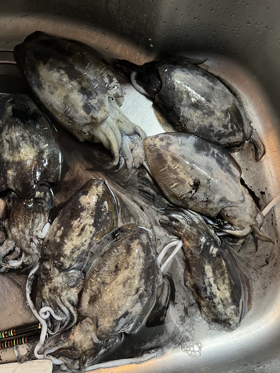 ShiNTrH's tweet photo. 今秋、初のティップランエギング！
小ぶりですが、7杯ゲットで竿頭頂きました🦑🦑🦑🦑🦑🦑🦑

船長はちょっと竿出して6杯…自分はまだまだです🙋‍♂️ https://t.co/6Xdhh7LbcE
