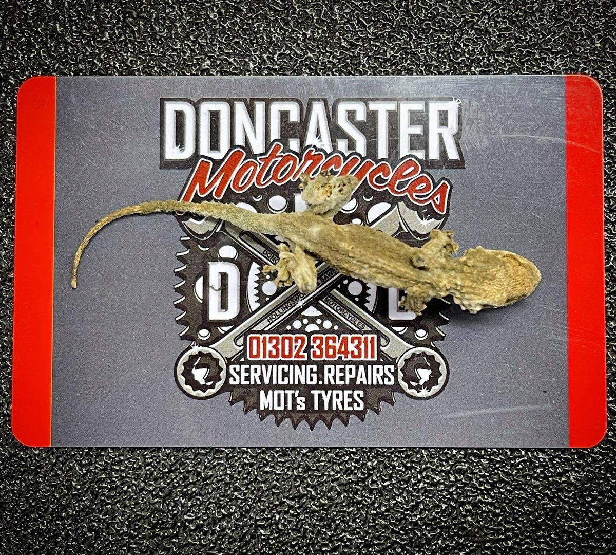 DMC_Motorcycles's tweet photo. Say hello to Fred.
JC was doing what should have been a simple spark ⚡️ plug swap on a Suzuki Hayabusa (more on that another time maybe) and came across this little fellow hiding on the rocker cover.
#doncastermotorcycles #motorcycleservice #Doncaster https://t.co/oZseMy9SSC