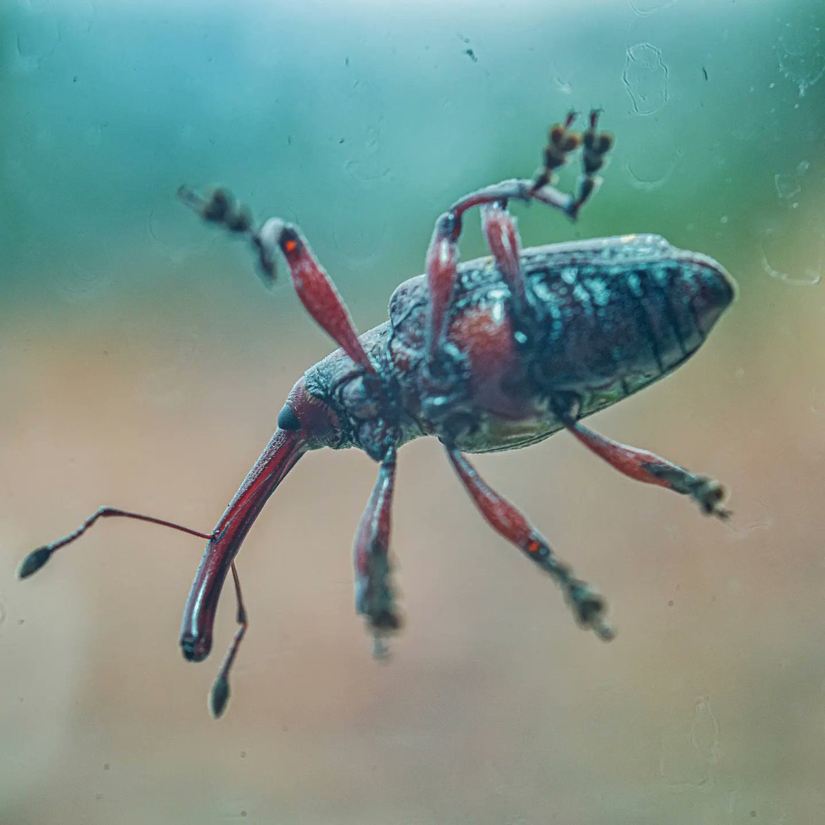 darknielv's tweet photo. Los curculiónidos (Curculionidae), conocidos como gorgojos y picudos, son una familia de coleópteros herbívoros, la más importante y diversa de la superfamilia Curculionoidea. Son una de las familias más grandes de animales con 5489 géneros y 86 100 especies en el mundo. https://t.co/2Mkp0eY7vb