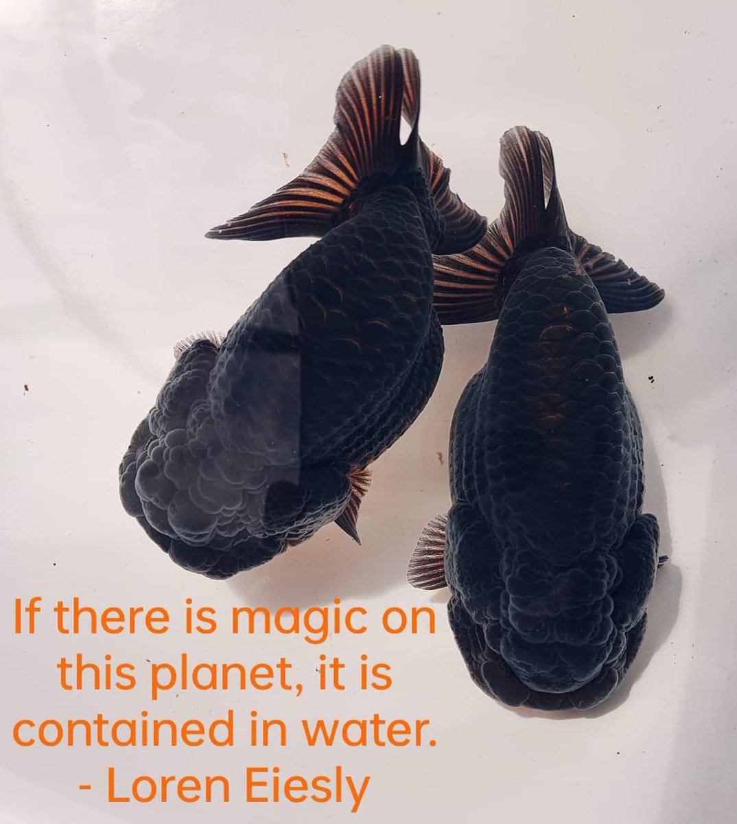 Ne'er a truer word spoken
.
.
.
.
.
.
.
-
- linktr.ee/karlthefishguy
#aquameme #aquarium #aquariumfish #aquariummemes #aquariums #aquariumsdaily #fish #fishgeeks #fishmeme #fishmemes #fishy #goldfish #koi #koifish #koipond #koiponds #marineaquarist #pond #reefaquarium #thefishguy