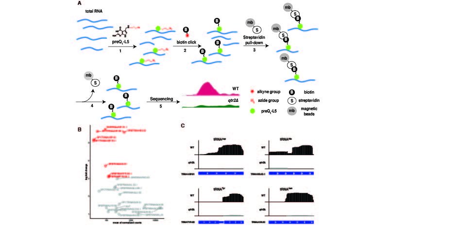 Ann Ehrenhofer-Murray (@ann_ehrenhofer) on Twitter photo Check out our latest NAR paper with a new method to metabolically label #queuosine modified (t)RNAs: Great collaboration with @AttheHelm3 <a href="/MarieWinz/">Marie-Luise Winz</a> <a href="/francescatuorto/">FrancescaTuorto</a> and Ronald Micura! academic.oup.com/nar/advance-ar… Check out our latest NAR paper with a new method to metabolically label #queuosine modified (t)RNAs: Great collaboration with @AttheHelm3 <a href="/MarieWinz/">Marie-Luise Winz</a> <a href="/francescatuorto/">FrancescaTuorto</a> and Ronald Micura! academic.oup.com/nar/advance-ar…