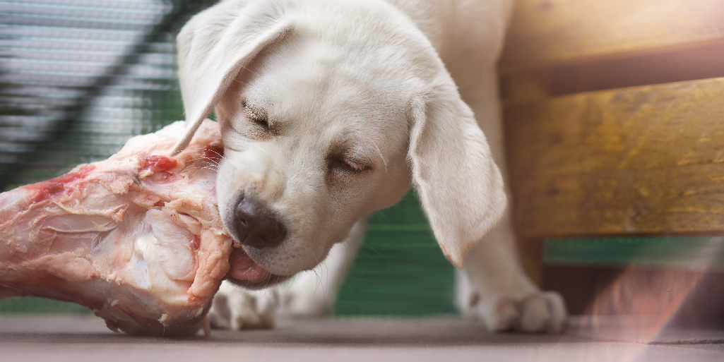 ¿Sabías que la carne es un alimento que tu mascota puede comer sin problema?🥩Prepara las mejores recetas para tu fiel amigo y, ¡a disfrutar!🐶Y si quieres saber qué prepararle, ¡visita nuestro blog!📲

bit.ly/3qQy45j 

#carnesierradeguadarrama #carnedemadrid #mascotas