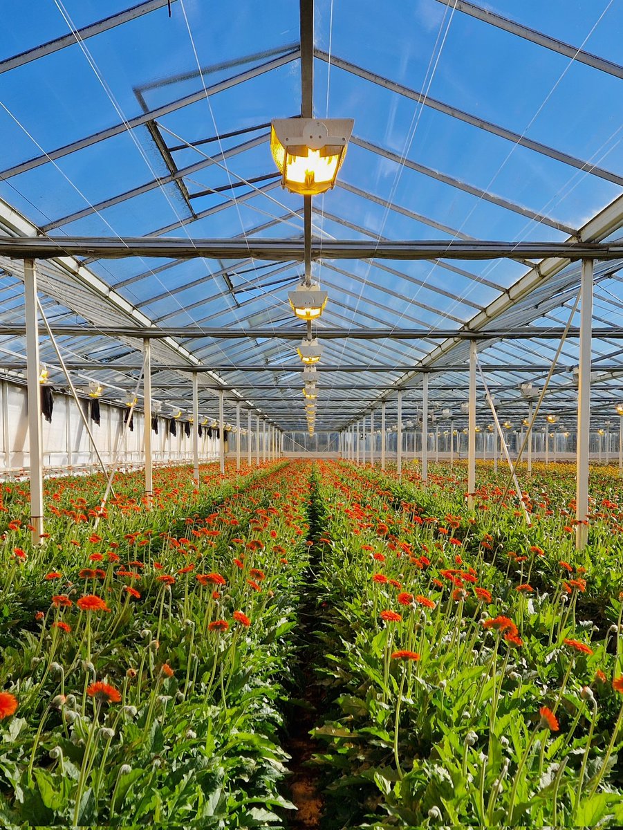 Voelt wel dubbel, terwijl we de laatste bloemen plukken en de kassen leegruimen, gaan de lampen weer aan om de #duurzame #wiebelstroom van de wensdenkers als <a href="/RobJetten/">Rob Jetten</a> <a href="/D66/">D66</a> te vernietigen, zodat het E-net waar geen plek voor ons was, in balans blijft. Burger en MKB betaald