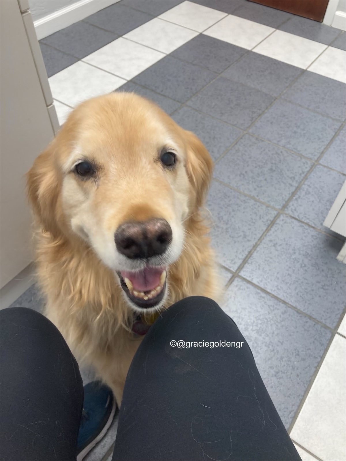 gracie-golden-girl-on-twitter-mom-s-doing-a-worry-she-took-me-to-the