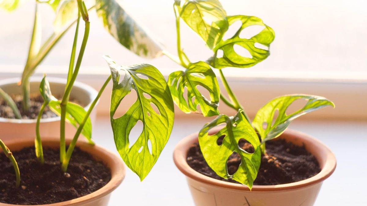 When to repot a monstera – experts offer their top houseplant care tips trib.al/YNAnAxm