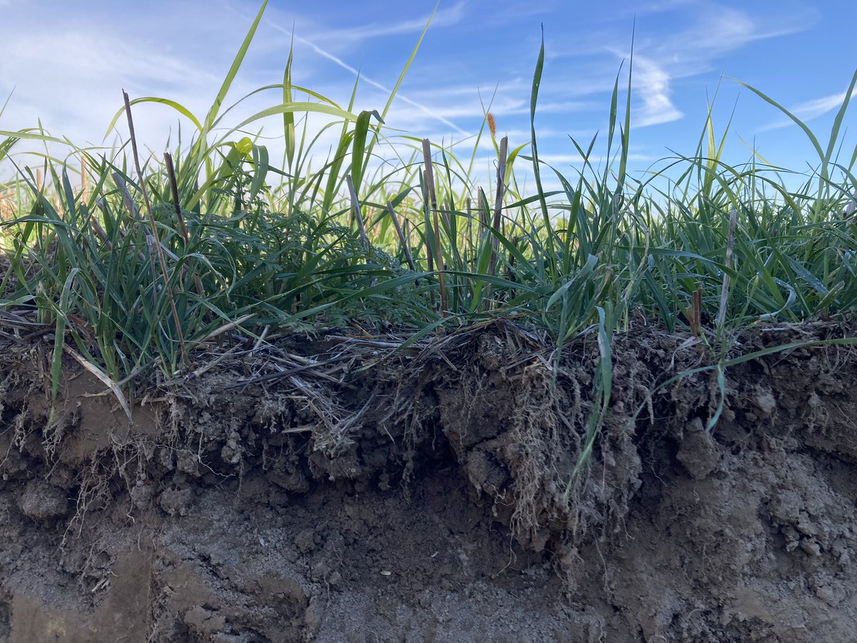 On en profite pour observer l’action des couverts d’été, qui, malgré la sécheresse, ont une action positive sur la structure du sol !!