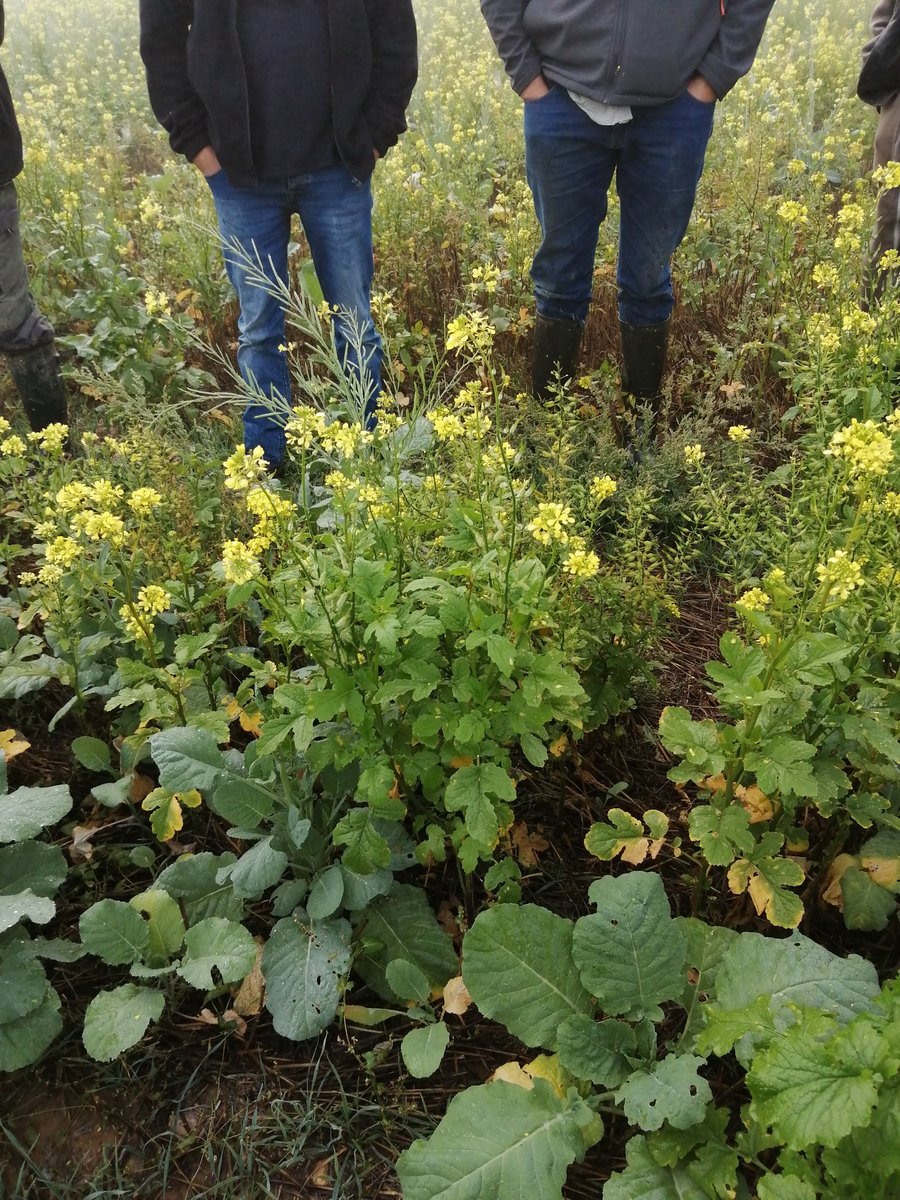 Visite de couvert à la volée avant récolte. Précédent blé. Prochaine culture maïs.
#produireaujourdhuilagriculturededemain