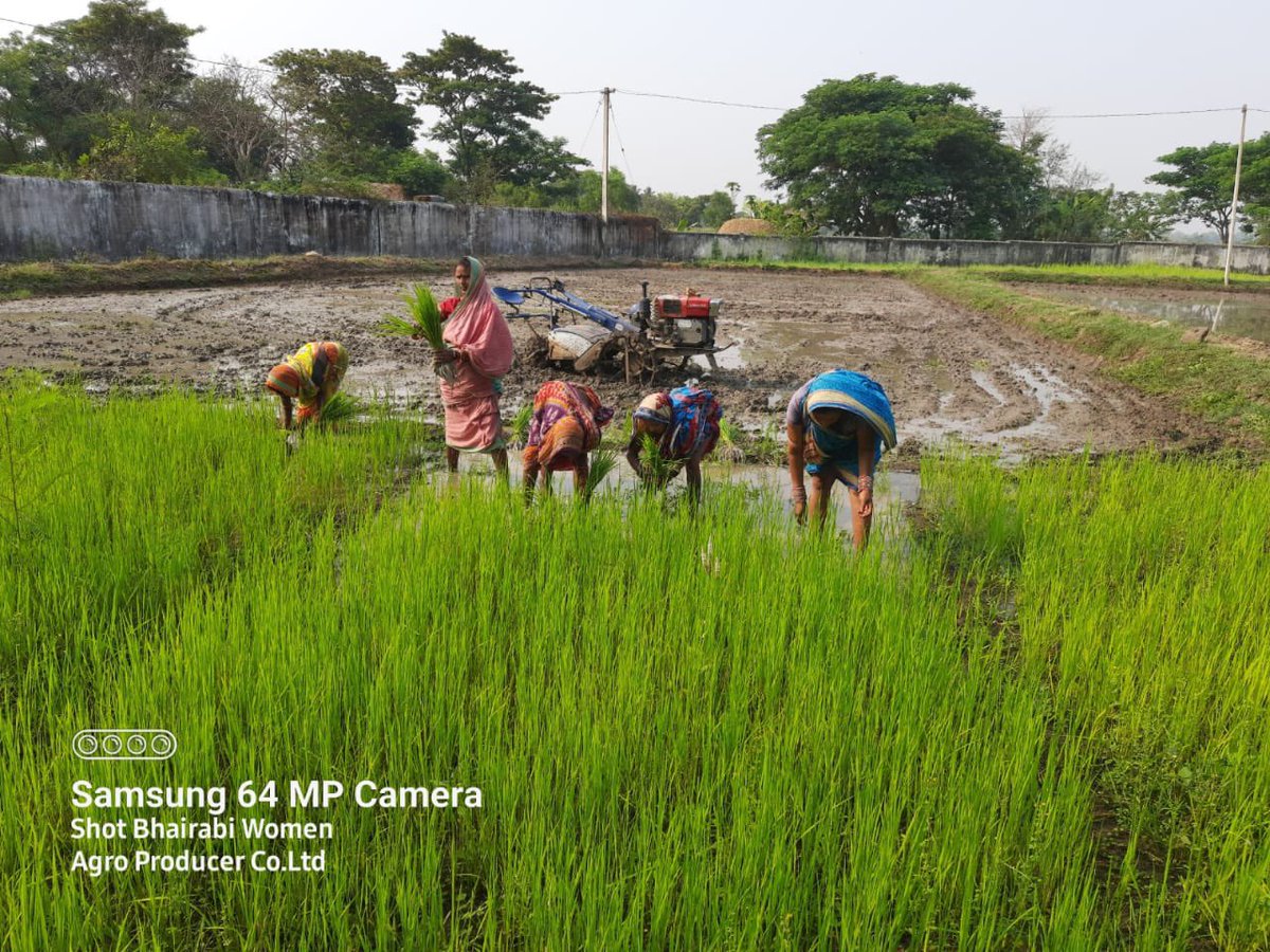 sfacindia's tweet photo. #women #FPOs are guardians of #biodiversity- #indigenous rice #nutrient rich Bhairabi Women Agro Producer Co Ltd #naturalfarming #organic #healthyfood #Odisha @AgriGoI @KailashBaytu @ShobhaBJP @nstomar @mygovindia @CMO_Odisha https://t.co/zsTRhdpMKP